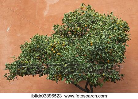 "Bitter Orange or Seville Orange (Citrus x aurantium) in the Alcubilla garden in the Alcazar of Seville, Seville province, Andalusia, Spain, Europe" View Large Photo Image Stock Image - "Bitter Orange or Seville Orange (Citrus x aurantium) in the Alcubilla garden in the Alcazar of Seville, Seville province, Andalusia, Spain, Europe". Fotosearch