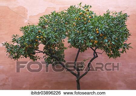 "Bitter Orange or Seville Orange (Citrus x aurantium) in the Alcubilla garden in the Alcazar of Seville, Seville province, Andalusia, Spain, Europe" View Large Photo Image Stock Photograph - "Bitter Orange or Seville Orange (Citrus x aurantium) in the Alcubilla garden in the Alcazar of Seville, Seville province, Andalusia, Spain, Europe". Fotosearch