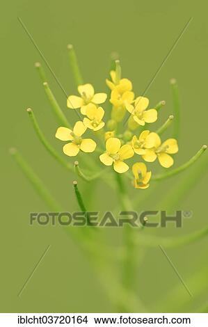 "Bittercress, Herb Barbara, Yellow Rocketcress or Wound Rocket (Barbarea vulgaris), flowers, North Rhine-Westphalia, Germany, Europe" View Large Photo Image Picture - "Bittercress, Herb Barbara, Yellow Rocketcress or Wound Rocket (Barbarea vulgaris), flowers, North Rhine-Westphalia, Germany, Europe". Fotosearch