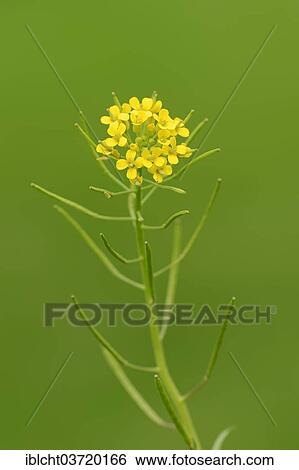 "Bittercress, Herb Barbara, Yellow Rocketcress or Wound Rocket (Barbarea vulgaris), flowers and pods, North Rhine-Westphalia, Germany, Europe" View Large Photo Image Stock Photograph - "Bittercress, Herb Barbara, Yellow Rocketcress or Wound Rocket (Barbarea vulgaris), flowers and pods, North Rhine-Westphalia, Germany, Europe". Fotosearch