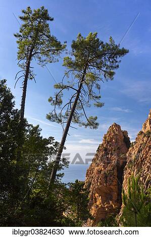 Stock Image - "Bizarre rock erosions, Calanche, Les Calanches de Piana, Corse-du-Sud, Corsica, France, Europe". Fotosearch