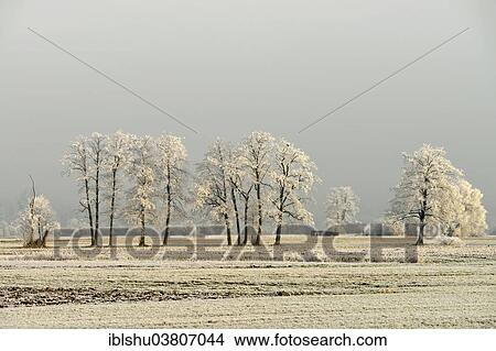 Picture - "Black Alder (Alnus glutinosa) with hoarfrost, Reussspitz Nature Reserve, Maschwanden, Canton of Zug, Switzerland, Europe". Fotosearch