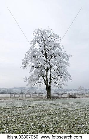 Stock Image - "Black Alder (Alnus glutinosa) with hoarfrost, Reussspitz Nature Reserve, Maschwanden, Canton of Zug, Switzerland, Europe". Fotosearch