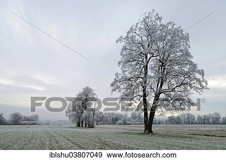 Stock Photo - "Black Alder (Alnus glutinosa) with hoarfrost, Reussspitz Nature Reserve, Maschwanden, Canton of Zug, Switzerland, Europe". Fotosearch