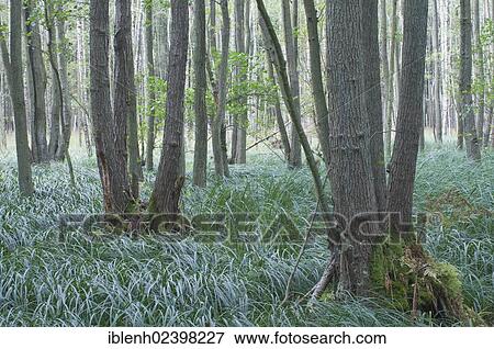 "Black Alders (Alnus glutinosa) in the Darss Forest, Mecklenburg-Western Pomerania, Germany, Europe" View Large Photo Image Stock Photo - "Black Alders (Alnus glutinosa) in the Darss Forest, Mecklenburg-Western Pomerania, Germany, Europe". Fotosearch
