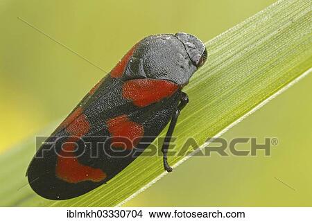 "Black-and-red Froghopper (Cercopis vulnerata), Bad Hersfeld, Bad Hersfeld, Hesse, Germany, Europe" View Large Photo Image Picture - "Black-and-red Froghopper (Cercopis vulnerata), Bad Hersfeld, Bad Hersfeld, Hesse, Germany, Europe". Fotosearch