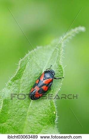 "Black-and-red froghopper (Cercopis vulnerata), North Rhine-Westphalia, Germany, Europe" View Large Photo Image Stock Photo - "Black-and-red froghopper (Cercopis vulnerata), North Rhine-Westphalia, Germany, Europe". Fotosearch