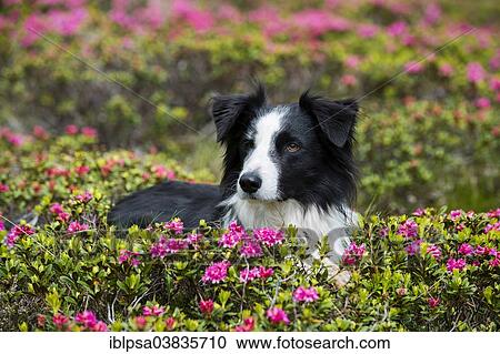 "Black and white Border Collie sitting amid blooming rhododendrons, North Tyrol, Austria, Europe" View Large Photo Image Stock Image - "Black and white Border Collie sitting amid blooming rhododendrons, North Tyrol, Austria, Europe". Fotosearch