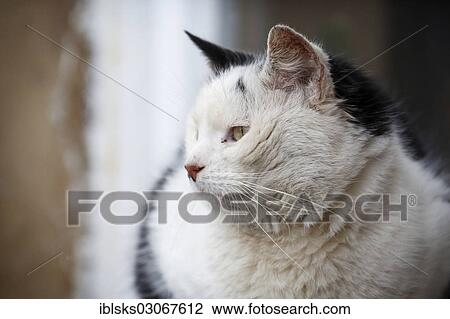 Stock Image - "Black and white cat, Satteldorf, Hohenlohe, Baden-Wurttemberg, Germany, Europe". Fotosearch