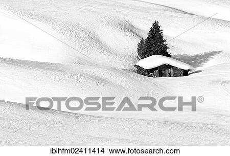 Picture - "Black and white image of a winter landscape with a wooden hut and a conifer, Seiser Alm, Dolomites, South Tyrol, Italy, Europe". Fotosearch