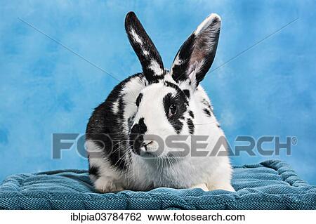 Stock Image - Black and white pinto rabbit. Fotosearch