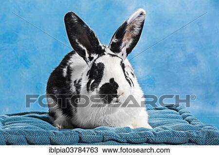 Stock Image - Black and white pinto rabbit. Fotosearch