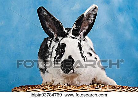 Stock Photo - Black and white pinto rabbit. Fotosearch