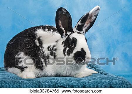Black and white pinto rabbit View Large Photo Image Stock Photography - Black and white pinto rabbit. Fotosearch