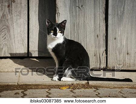 Stock Photography - "Black and white spotted cat sitting in front of barn in the sun, Crailsheim, Hohenlohe, Baden-Wurttemberg, Germany, Europe". Fotosearch
