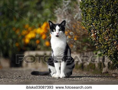 Stock Image - "Black and white spotted cat sitting on a garden path, Crailsheim, Hohenlohe, Baden-Wurttemberg, Germany, Europe". Fotosearch