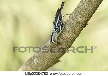 "Black-and-white Warbler (Mniotilta varia), adult female, hunting for insects on branch, South Padre Island, Texas, United States, North America" View Large Photo Image Stock Image - "Black-and-white Warbler (Mniotilta varia), adult female, hunting for insects on branch, South Padre Island, Texas, United States, North America". Fotosearch
