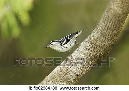 "Black-and-white Warbler (Mniotilta varia), adult female, perched on branch, South Padre Island, Texas, United States, North America" View Large Photo Image Stock Photo - "Black-and-white Warbler (Mniotilta varia), adult female, perched on branch, South Padre Island, Texas, United States, North America". Fotosearch