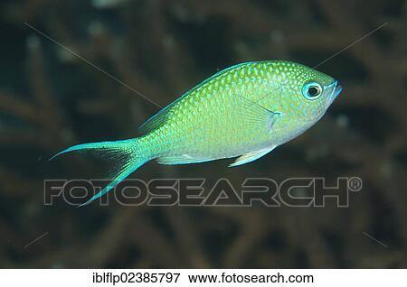 "Black-axil Chromis (Chromis atripectoralis), adult, Penemu Island, Raja Ampat Islands, Four Kings, West Papua, New Guinea, Indonesia, Southeast Asia, Asia" View Large Photo Image Stock Photo - "Black-axil Chromis (Chromis atripectoralis), adult, Penemu Island, Raja Ampat Islands, Four Kings, West Papua, New Guinea, Indonesia, Southeast Asia, Asia". Fotosearch