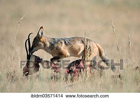 "Black-backed Jackal (Canis mesomelas) feeding on prey, MataMata-Camp, Northern Cape, Botswana, Africa" View Large Photo Image Picture - "Black-backed Jackal (Canis mesomelas) feeding on prey, MataMata-Camp, Northern Cape, Botswana, Africa". Fotosearch