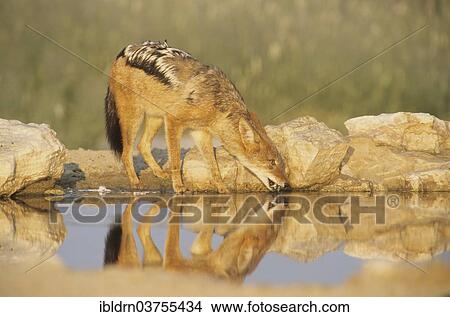 "Black-backed Jackal (Canis mesomelas) drinking at a water hole, Kgalagadi Transfrontier Park, South Africa, Africa" View Large Photo Image Picture - "Black-backed Jackal (Canis mesomelas) drinking at a water hole, Kgalagadi Transfrontier Park, South Africa, Africa". Fotosearch