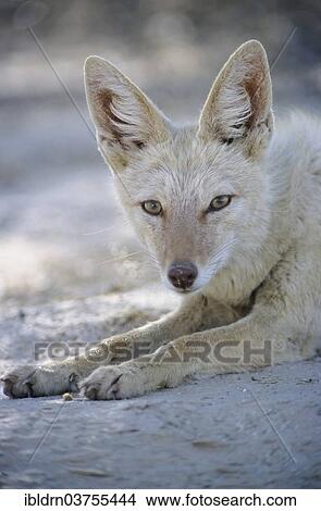 "Black-backed Jackal (Canis mesomelas) with pigmentary abnormality of the fur, Nossob, South Africa, Africa" View Large Photo Image Picture - "Black-backed Jackal (Canis mesomelas) with pigmentary abnormality of the fur, Nossob, South Africa, Africa". Fotosearch