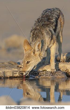 "Black-backed jackal (Canis mesomelas) drinking at a waterhole, Kgalagadi Transfrontier Park, Northern Cape, South Africa, Africa" View Large Photo Image Picture - "Black-backed jackal (Canis mesomelas) drinking at a waterhole, Kgalagadi Transfrontier Park, Northern Cape, South Africa, Africa". Fotosearch