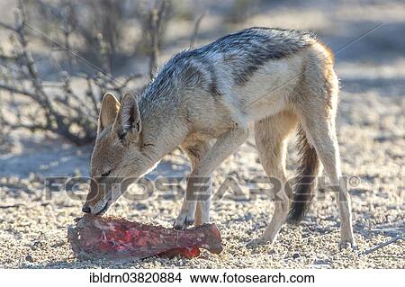"Black-backed jackal (Canis mesomelas) feeding on the remains of an antelope carcass, Kgalagadi Transfrontier Park, Northern Cape, South Africa, Africa" View Large Photo Image Picture - "Black-backed jackal (Canis mesomelas) feeding on the remains of an antelope carcass, Kgalagadi Transfrontier Park, Northern Cape, South Africa, Africa". Fotosearch
