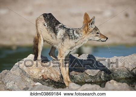 "Black-backed Jackal (Canis mesomelas) at a waterhole, Kgalagadi Transfrontier Park, Northern Cape, South Africa, Africa" View Large Photo Image Picture - "Black-backed Jackal (Canis mesomelas) at a waterhole, Kgalagadi Transfrontier Park, Northern Cape, South Africa, Africa". Fotosearch