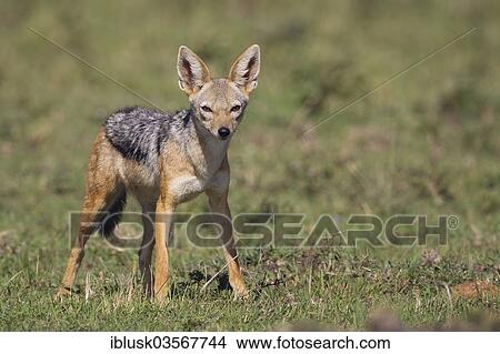 "Black-backed Jackal (Canis mesomelas), Massai Mara, Serengeti, Rift Valley province, Kenya, Africa" View Large Photo Image Picture - "Black-backed Jackal (Canis mesomelas), Massai Mara, Serengeti, Rift Valley province, Kenya, Africa". Fotosearch
