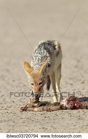 "Black-backed Jackal (Canis mesomelas) with a dead seal, Okapuka Ranch, Khomas Region, Namibia, Africa" View Large Photo Image Picture - "Black-backed Jackal (Canis mesomelas) with a dead seal, Okapuka Ranch, Khomas Region, Namibia, Africa". Fotosearch