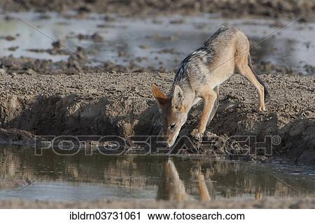 "Black-backed Jackal (Canis mesomelas), Chobe National Park, Savute, North-West District, Botswana, Africa" View Large Photo Image Stock Image - "Black-backed Jackal (Canis mesomelas), Chobe National Park, Savute, North-West District, Botswana, Africa". Fotosearch