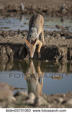 Stock Image - "Black-backed Jackal (Canis mesomelas), Chobe National Park, Savute, North-West District, Botswana, Africa". Fotosearch