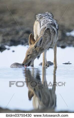 "Black-backed Jackal (Canis mesomelas), Kgalagadi Transfrontier Park, South Africa, Africa" View Large Photo Image Stock Image - "Black-backed Jackal (Canis mesomelas), Kgalagadi Transfrontier Park, South Africa, Africa". Fotosearch