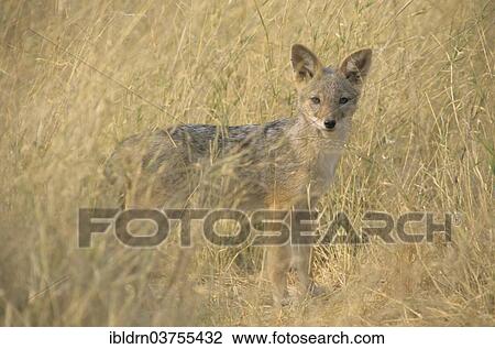 "Black-backed Jackal (Canis mesomelas), North-West District, Botswana, Africa" View Large Photo Image Stock Image - "Black-backed Jackal (Canis mesomelas), North-West District, Botswana, Africa". Fotosearch