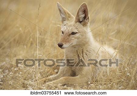 "Black-backed Jackal (Canis mesomelas) with pigmentary abnormality of the fur, Kgalagadi Transfrontier Park, Nossob, South Africa, Africa" View Large Photo Image Stock Image - "Black-backed Jackal (Canis mesomelas) with pigmentary abnormality of the fur, Kgalagadi Transfrontier Park, Nossob, South Africa, Africa". Fotosearch