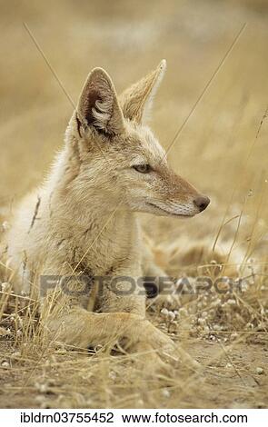 "Black-backed Jackal (Canis mesomelas) with pigmentary abnormality of the fur, Kgalagadi Transfrontier Park, Nossob, South Africa, Africa" View Large Photo Image Stock Image - "Black-backed Jackal (Canis mesomelas) with pigmentary abnormality of the fur, Kgalagadi Transfrontier Park, Nossob, South Africa, Africa". Fotosearch