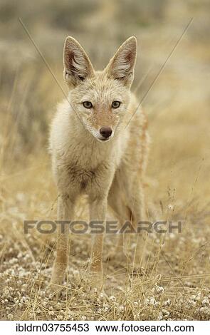 "Black-backed Jackal (Canis mesomelas) with pigmentary abnormality of the fur, Kgalagadi Transfrontier Park, Nossob, South Africa, Africa" View Large Photo Image Stock Image - "Black-backed Jackal (Canis mesomelas) with pigmentary abnormality of the fur, Kgalagadi Transfrontier Park, Nossob, South Africa, Africa". Fotosearch