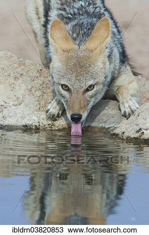 Stock Image - "Black-backed jackal (Canis mesomelas) drinking at a waterhole, Kgalagadi Transfrontier Park, Northern Cape, South Africa, Africa". Fotosearch
