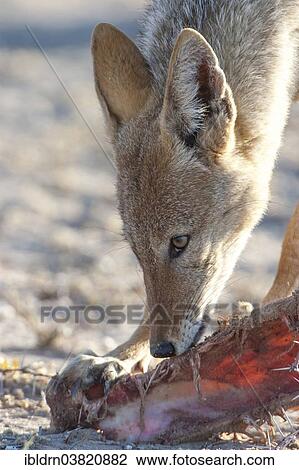 "Black-backed jackal (Canis mesomelas) feeding on the remains of an antelope carcass, Kgalagadi Transfrontier Park, Northern Cape, South Africa, Africa" View Large Photo Image Stock Image - "Black-backed jackal (Canis mesomelas) feeding on the remains of an antelope carcass, Kgalagadi Transfrontier Park, Northern Cape, South Africa, Africa". Fotosearch