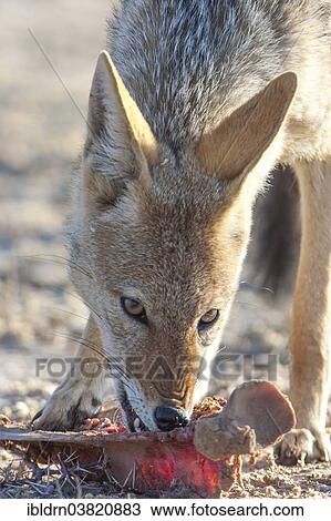 "Black-backed jackal (Canis mesomelas) feeding on the remains of an antelope carcass, Kgalagadi Transfrontier Park, Northern Cape, South Africa, Africa" View Large Photo Image Stock Image - "Black-backed jackal (Canis mesomelas) feeding on the remains of an antelope carcass, Kgalagadi Transfrontier Park, Northern Cape, South Africa, Africa". Fotosearch