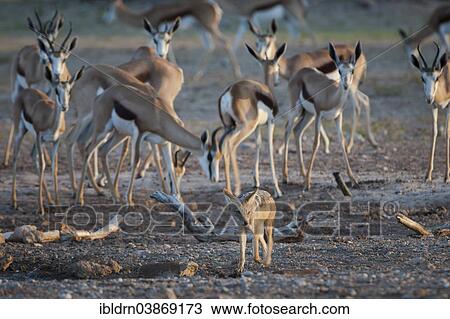 "Black-backed Jackal (Canis mesomelas) at a water hole between Springboks (Antidorcas marsupialis), Kgalagadi Transfrontier Park, Northern Cape, South Africa, Africa" View Large Photo Image Stock Image - "Black-backed Jackal (Canis mesomelas) at a water hole between Springboks (Antidorcas marsupialis), Kgalagadi Transfrontier Park, Northern Cape, South Africa, Africa". Fotosearch