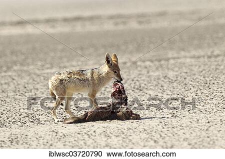 Stock Image - "Black-backed Jackal (Canis mesomelas) with a dead seal, Namib-Naukluft National Park, Sandwich Harbour, Erongo Region, Namibia, Africa". Fotosearch