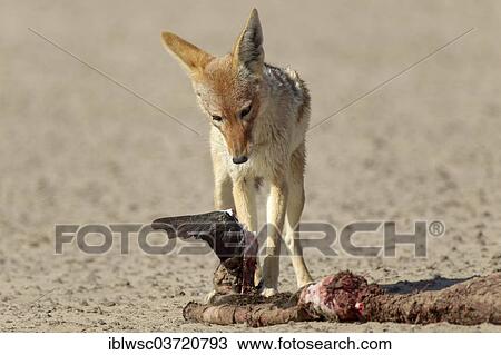 Stock Image - "Black-backed Jackal (Canis mesomelas) with a dead seal, Namib-Naukluft National Park, Sandwich Harbour, Erongo Region, Namibia, Africa". Fotosearch