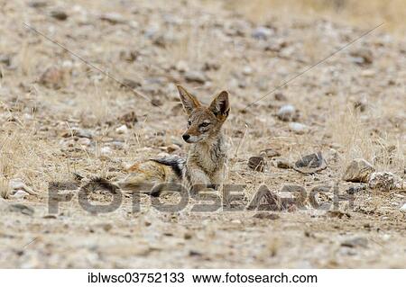 "Black-backed Jackal (Canis mesomelas), Kaokoland, Kunene, Namibia, Africa" View Large Photo Image Stock Image - "Black-backed Jackal (Canis mesomelas), Kaokoland, Kunene, Namibia, Africa". Fotosearch
