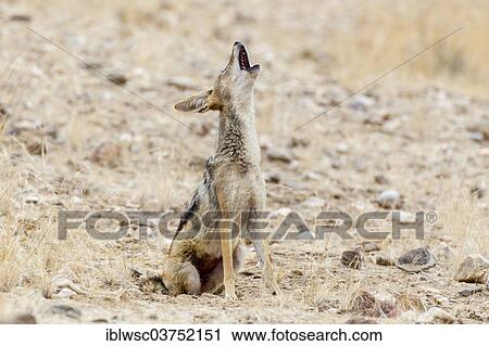 Stock Image - "Black-backed Jackal (Canis mesomelas), howling, Kaokoland, Kunene, Namibia, Africa". Fotosearch