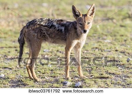 "Black-backed Jackal (Canis mesomelas), Etosha-Nationalpark, Namibia, Halali, Kunene Region, Namibia, Africa" View Large Photo Image Stock Image - "Black-backed Jackal (Canis mesomelas), Etosha-Nationalpark, Namibia, Halali, Kunene Region, Namibia, Africa". Fotosearch
