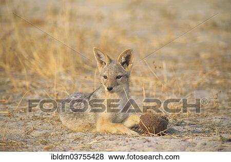 "Black-backed Jackal (Canis mesomelas), North-West District, Botswana, Africa" View Large Photo Image Stock Photo - "Black-backed Jackal (Canis mesomelas), North-West District, Botswana, Africa". Fotosearch