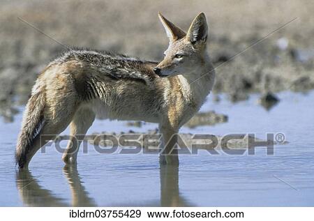 "Black-backed Jackal (Canis mesomelas), Kgalagadi Transfrontier Park, South Africa, Africa" View Large Photo Image Stock Photo - "Black-backed Jackal (Canis mesomelas), Kgalagadi Transfrontier Park, South Africa, Africa". Fotosearch