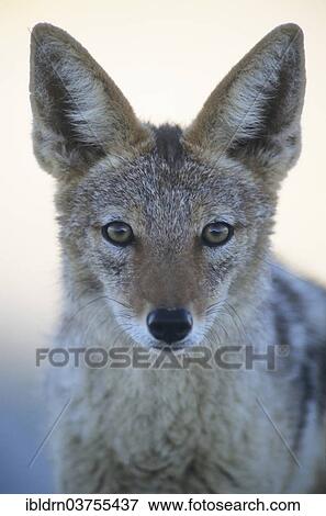 "Black-backed Jackal (Canis mesomelas), Kgalagadi Transfrontier Park, South Africa, Africa" View Large Photo Image Stock Photo - "Black-backed Jackal (Canis mesomelas), Kgalagadi Transfrontier Park, South Africa, Africa". Fotosearch